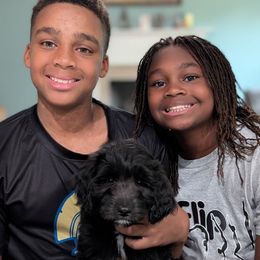 Jasmine (Jasmine) - Black and white female Aussiedoodle puppy in Mc Minnville, Tennessee from WilderAcre