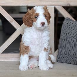 Peach - Red  female Goldendoodle puppy in Beverly Hills, Florida from Bundle of Joy Doodles