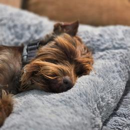 Grizzly - Miniature Schnauzer