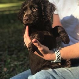 Boykin Spaniel Puppies from Flyin W Boykins
