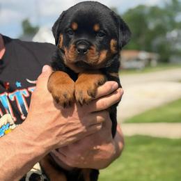 Female - Black and mahogany female Rottweiler puppy in Lyons, Indiana from White River Rottweilers