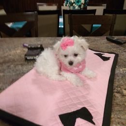 Maltese Puppies from Franny's Maltese Puppies