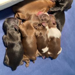 Shih Tzu Puppies from Suzie Q Shitzu’s