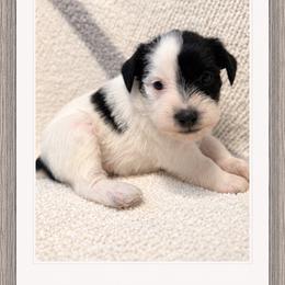 Toby - Parti male Miniature Schnauzer puppy in Summerfield, Florida from M & M Schnauzers