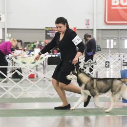 Siberian Husky All Grown Up from Howling Winds Siberians
