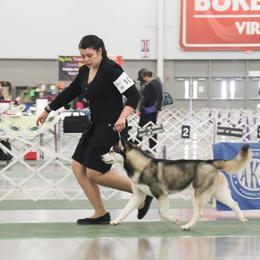 Siberian Husky All Grown Up from Howling Winds Siberians