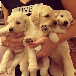 Goldendoodle Puppies from Cooley Doodles