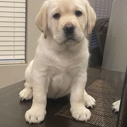 Labrador Retriever Puppies from Armory Labradors