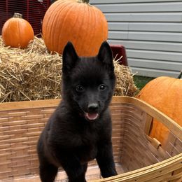Schipperke Puppies from Karric Kennels