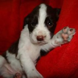 English Springer Spaniel and Poodle Puppies from Haskeez