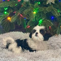 Elphaba - Black and white female Cavatzu puppy in Saint Paul, Minnesota from Amy’s Puppy Tzu