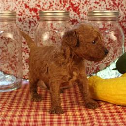 Sammy - Red  male Poodle puppy in Pottersville, Missouri from Christina Miller's Poodles