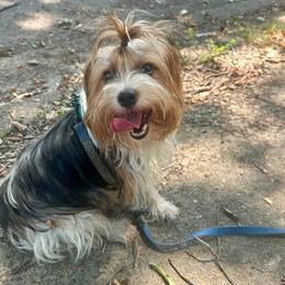 Thelma - Yorkshire Terrier