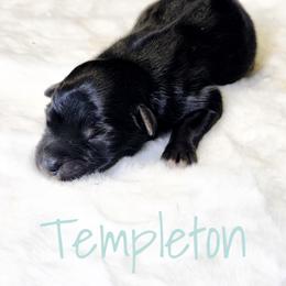 Templeton - Black & white male Miniature Australian Shepherd puppy in Mc Alester, Oklahoma from Angel's Aussies