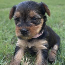Pink girl - Black and gold female Yorkshire Terrier puppy in Rockmart, Georgia from Stephanie's Yorkshire Terriers