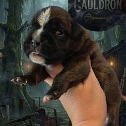 M3gan (girl) - Brindle female Boxer puppy in Red Boiling Springs, Tennessee from Silver Rain