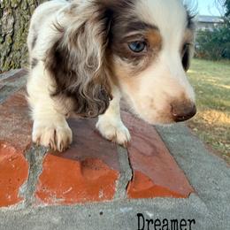 Dreamer - Dapple male Dachshund puppy in Lexington, Oklahoma from BooneDox Miniature Dachshunds
