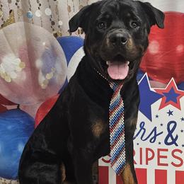 Kaiser - Black and mahogany male Rottweiler puppy in Merkel, Texas from Stolz Rottweilers von Raiden