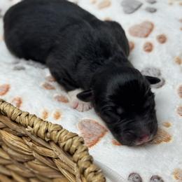 Boy 7 - male Australian Shepherd puppy in Volant, Pennsylvania from Addie's Aussies