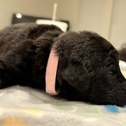 Goldendoodle and Poodle Puppies from Southern Stroll Poodles & Doodles