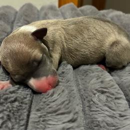 Boy 1 - Blue fawn male Italian Greyhound puppy in New Port Richey, Florida from The Noodle Nest