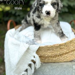 Goofy - male Australian Mountain Doodle puppy in Iowa from Burkhart Family Puppies