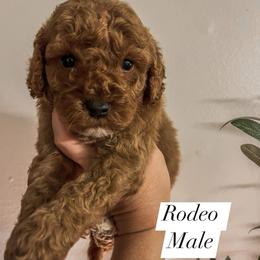 Rodeo (Our Lone Star State litter) - Red  male Goldendoodle puppy in Hopkins County, Texas from Boutique Doodles