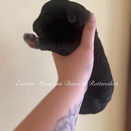 Violet - Black female Great Dane puppy in Hermon, Maine from Eastern Mountain Danes & Rottweilers