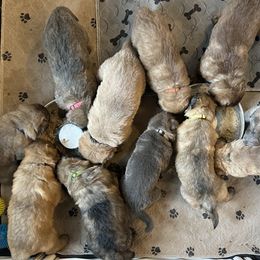 German Shepherd Puppies from Scenic City Shepherds