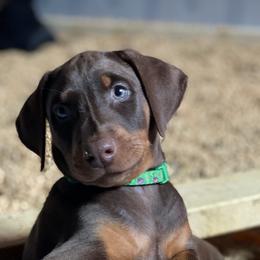 Doberman Pinscher Puppies from Jensen Dobermans