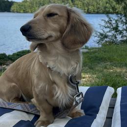 Dachshunds from Dachshunds of the Hollow