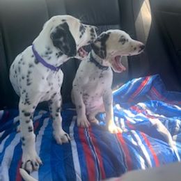 Dalmatian Puppies from River Bend Barkery