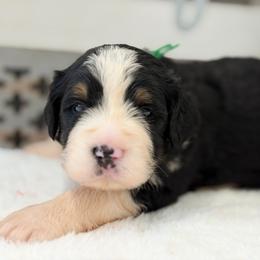 Mr. Summit - Tri-color male Bernedoodle puppy in Hegins, Pennsylvania from Bubbling Springs Doodles, LLC
