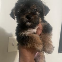 Marcie - Black and tan female Yorkipoo puppy in Shelby, North Carolina from Precious pups dynasty kennel