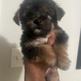Marcie - Black and tan female Yorkipoo puppy in Shelby, North Carolina from Precious pups dynasty kennel