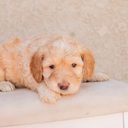 Aussiedoodle and Goldendoodle Puppies from Ever After Doodles Arizona
