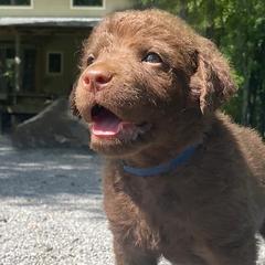Chesapeake Bay Retrievers and English Cocker Spaniels from Schillings Gun Dogs