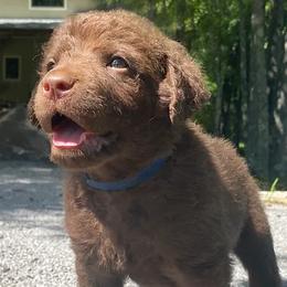Chesapeake Bay Retrievers and English Cocker Spaniels from Schillings Gun Dogs
