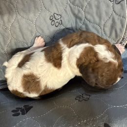 Willie - Brown and white male Saint Berdoodle puppy in San Antonio, Texas from Mammoth Doodles