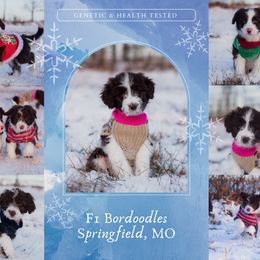 Bordoodle Puppies from 2J 2K Bordoodles