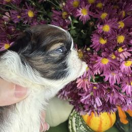 Princess Frostine - Red and white female Shih Tzu puppy in Russellville, Kentucky from The Patriot Tzu