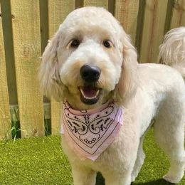 Goldendoodles and Golden Retrievers from ZuGolden Retrievers & Doodles