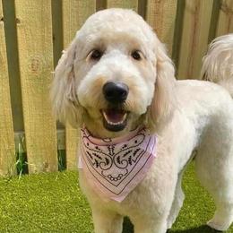 Goldendoodles and Golden Retrievers from ZuGolden Retrievers & Doodles