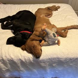 Golden Retriever Puppies from Nomadic Reds