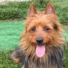 Ozzie - Australian Terrier