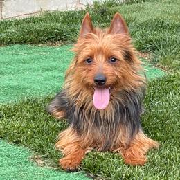 Ozzie - Australian Terrier
