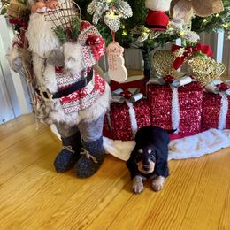 Mercy Russian lines - Black and tan female Dachshund puppy in Call, Texas from Dachshund D’Amore