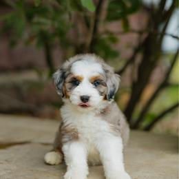 Serena MICRO - female Australian Mountain Doodle puppy in Dalton, Ohio from Haven Doodles