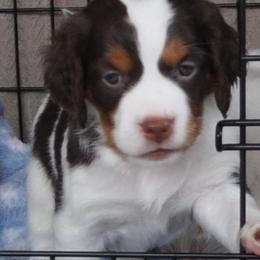 Brittany Puppies from Morgun’s Brittanys