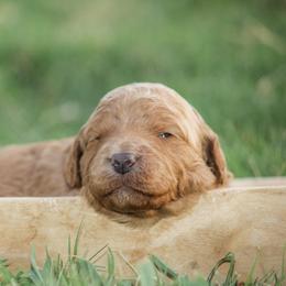 Rory - Red female Bernedoodle puppy in Longview, Texas from Furry Tail Doodles